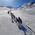 Au Hurlement Du Crépuscule, Chiens De Traineau